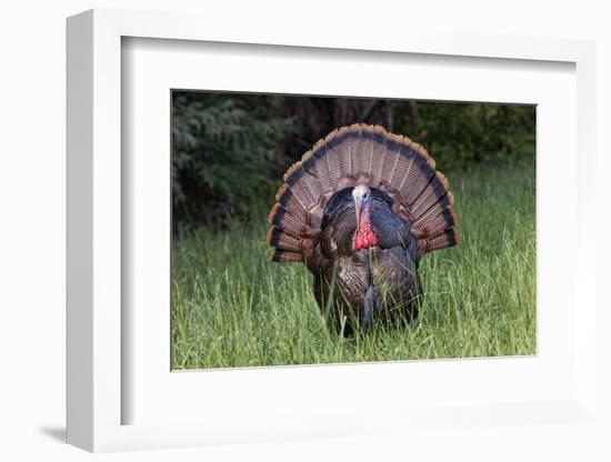 Male wild turkey in full breeding display. Great Smoky Mountains, National Park, Tennessee-Adam Jones-Framed Photographic Print