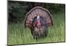 Male wild turkey in full breeding display. Great Smoky Mountains, National Park, Tennessee-Adam Jones-Mounted Photographic Print