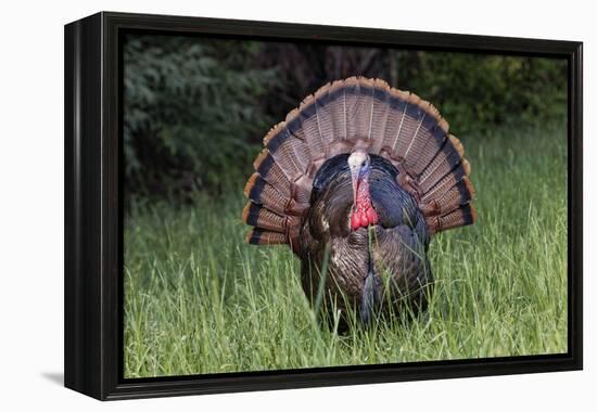 Male wild turkey in full breeding display. Great Smoky Mountains, National Park, Tennessee-Adam Jones-Framed Premier Image Canvas