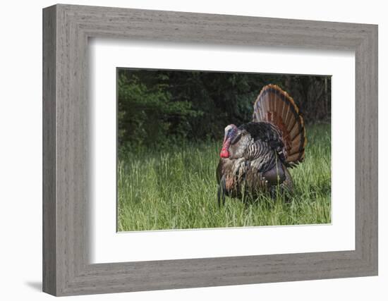 Male wild turkey in full breeding display. Great Smoky Mountains, National Park, Tennessee-Adam Jones-Framed Photographic Print