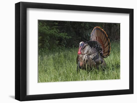 Male wild turkey in full breeding display. Great Smoky Mountains, National Park, Tennessee-Adam Jones-Framed Photographic Print