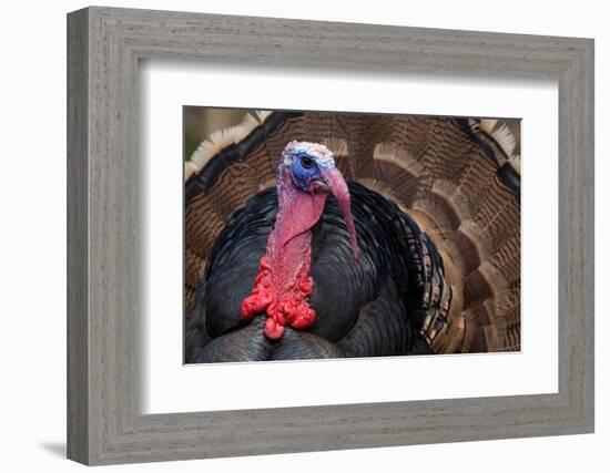 Male Wild Turkey (Meleagris Gallopavo) Displaying, Captive-Edwin Giesbers-Framed Photographic Print