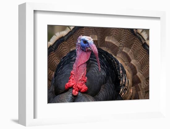 Male Wild Turkey (Meleagris Gallopavo) Displaying, Captive-Edwin Giesbers-Framed Photographic Print