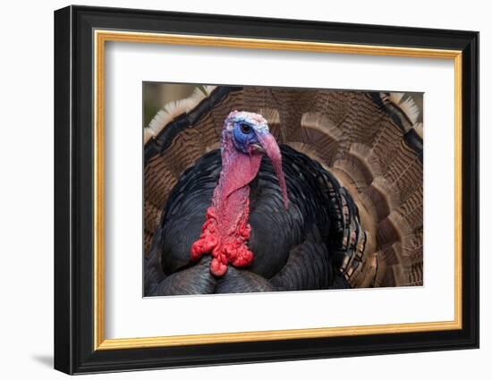 Male Wild Turkey (Meleagris Gallopavo) Displaying, Captive-Edwin Giesbers-Framed Photographic Print