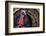 Male Wild Turkey (Meleagris Gallopavo) Displaying, Captive-Edwin Giesbers-Framed Photographic Print