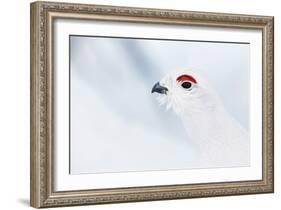 Male Willow Grouse - Ptarmigan (Lagopus Lagopus) Portrait, Inari Kiilopaa, Finland, February-Markus Varesvuo-Framed Photographic Print