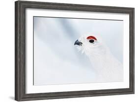 Male Willow Grouse - Ptarmigan (Lagopus Lagopus) Portrait, Inari Kiilopaa, Finland, February-Markus Varesvuo-Framed Photographic Print