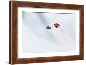 Male Willow Grouse - Ptarmigan (Lagopus Lagopus) Portrait, Inari Kiilopaa, Finland, February-Markus Varesvuo-Framed Photographic Print