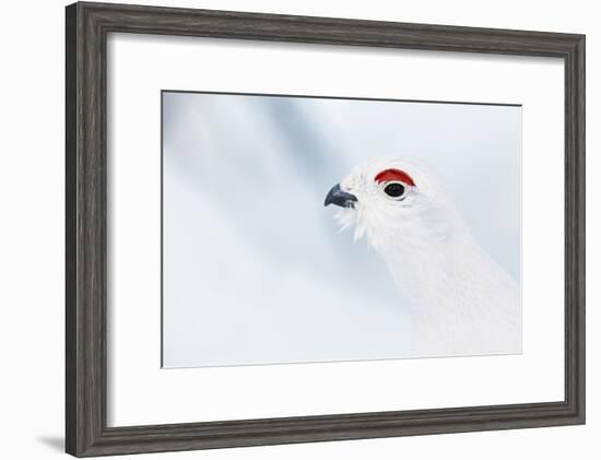 Male Willow Grouse - Ptarmigan (Lagopus Lagopus) Portrait, Inari Kiilopaa, Finland, February-Markus Varesvuo-Framed Photographic Print