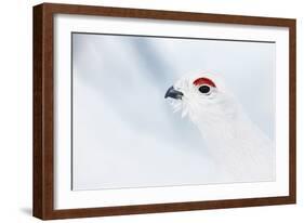Male Willow Grouse - Ptarmigan (Lagopus Lagopus) Portrait, Inari Kiilopaa, Finland, February-Markus Varesvuo-Framed Photographic Print