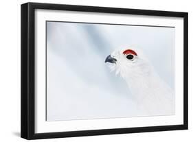 Male Willow Grouse - Ptarmigan (Lagopus Lagopus) Portrait, Inari Kiilopaa, Finland, February-Markus Varesvuo-Framed Photographic Print