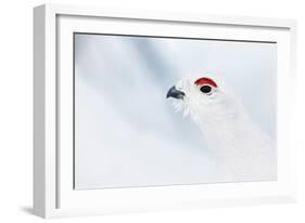Male Willow Grouse - Ptarmigan (Lagopus Lagopus) Portrait, Inari Kiilopaa, Finland, February-Markus Varesvuo-Framed Photographic Print