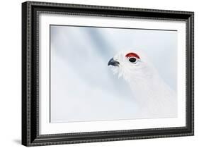 Male Willow Grouse - Ptarmigan (Lagopus Lagopus) Portrait, Inari Kiilopaa, Finland, February-Markus Varesvuo-Framed Photographic Print