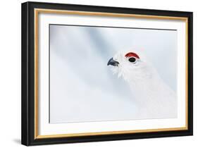 Male Willow Grouse - Ptarmigan (Lagopus Lagopus) Portrait, Inari Kiilopaa, Finland, February-Markus Varesvuo-Framed Photographic Print