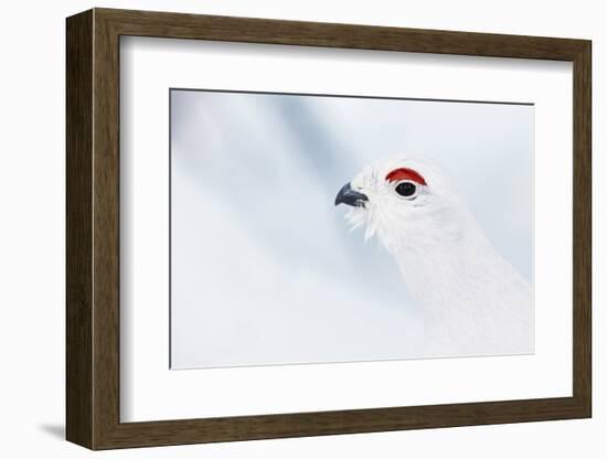 Male Willow Grouse - Ptarmigan (Lagopus Lagopus) Portrait, Inari Kiilopaa, Finland, February-Markus Varesvuo-Framed Photographic Print