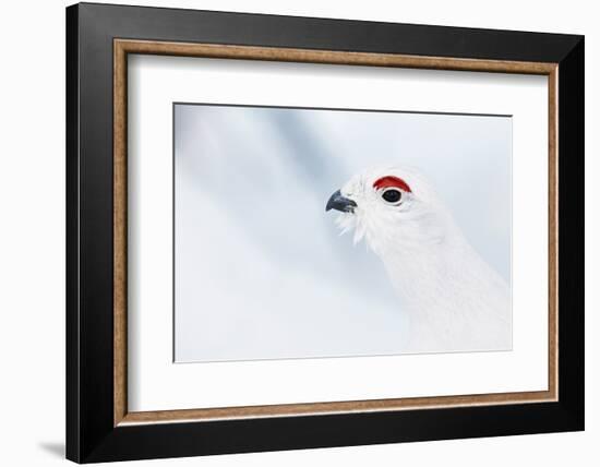 Male Willow Grouse - Ptarmigan (Lagopus Lagopus) Portrait, Inari Kiilopaa, Finland, February-Markus Varesvuo-Framed Photographic Print