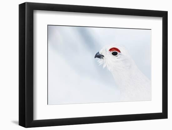 Male Willow Grouse - Ptarmigan (Lagopus Lagopus) Portrait, Inari Kiilopaa, Finland, February-Markus Varesvuo-Framed Photographic Print