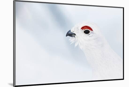 Male Willow Grouse - Ptarmigan (Lagopus Lagopus) Portrait, Inari Kiilopaa, Finland, February-Markus Varesvuo-Mounted Photographic Print