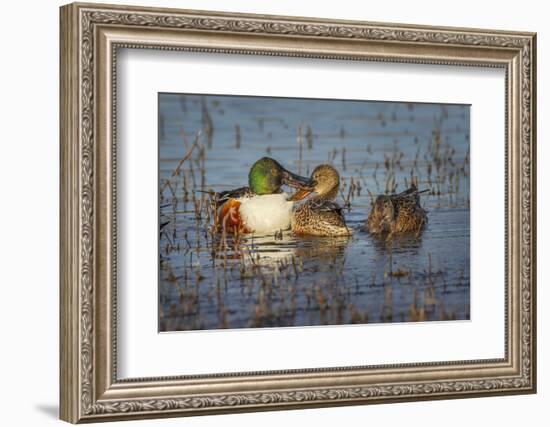 Male with two female Northern shovelers, Bosque del Apache National Wildlife Refuge, New Mexico.-Adam Jones-Framed Photographic Print