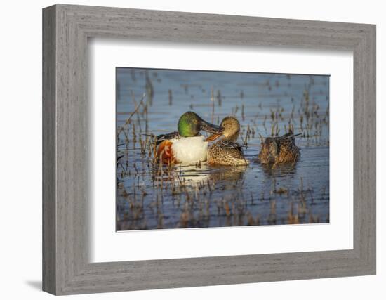 Male with two female Northern shovelers, Bosque del Apache National Wildlife Refuge, New Mexico.-Adam Jones-Framed Photographic Print