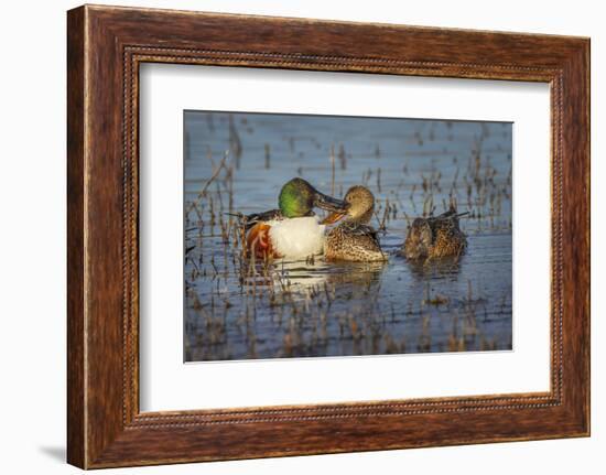 Male with two female Northern shovelers, Bosque del Apache National Wildlife Refuge, New Mexico.-Adam Jones-Framed Photographic Print