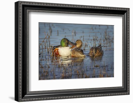 Male with two female Northern shovelers, Bosque del Apache National Wildlife Refuge, New Mexico.-Adam Jones-Framed Photographic Print