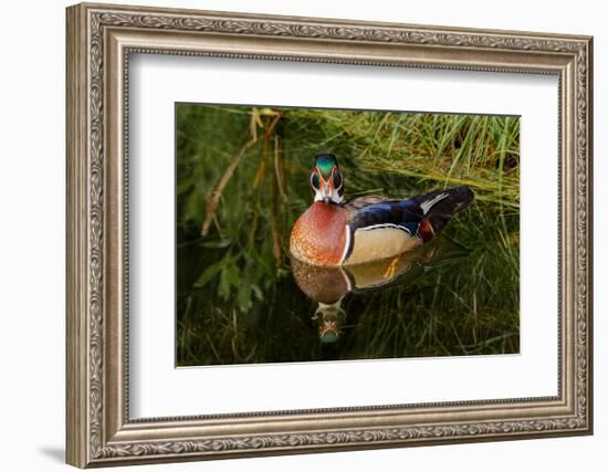 Male wood duck and reflection, Ohio-Adam Jones-Framed Photographic Print