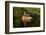 Male wood duck and reflection, Ohio-Adam Jones-Framed Photographic Print