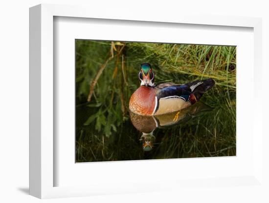 Male wood duck and reflection, Ohio-Adam Jones-Framed Photographic Print