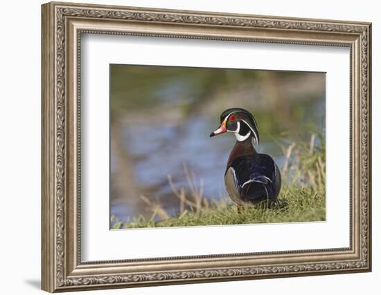 Male, wood Duck, Kentucky-Adam Jones-Framed Photographic Print