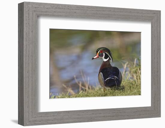 Male, wood Duck, Kentucky-Adam Jones-Framed Photographic Print