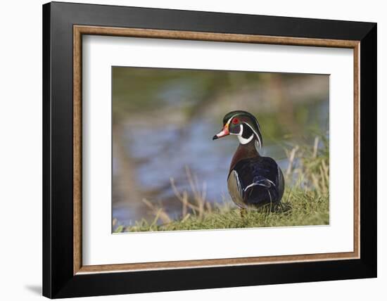 Male, wood Duck, Kentucky-Adam Jones-Framed Photographic Print