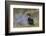 Male, wood Duck, Kentucky-Adam Jones-Framed Photographic Print