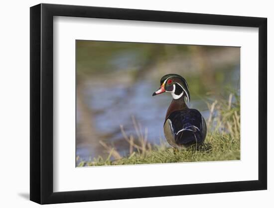 Male, wood Duck, Kentucky-Adam Jones-Framed Photographic Print