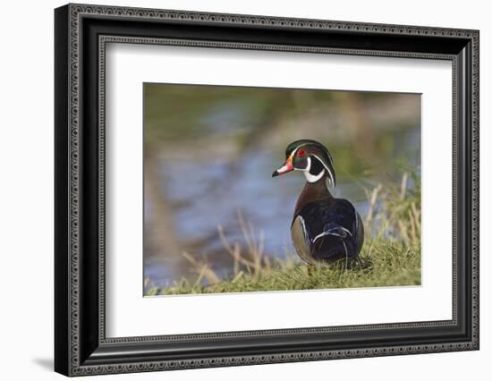 Male, wood Duck, Kentucky-Adam Jones-Framed Photographic Print