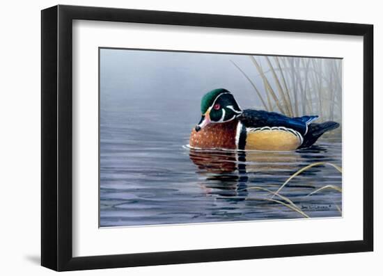 Male Wood Duck-Andrew Kiss-Framed Art Print