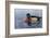 Male Wood Duck-Andrew Kiss-Framed Art Print