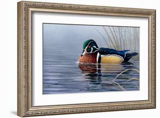 Male Wood Duck-Andrew Kiss-Framed Art Print