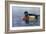 Male Wood Duck-Andrew Kiss-Framed Art Print