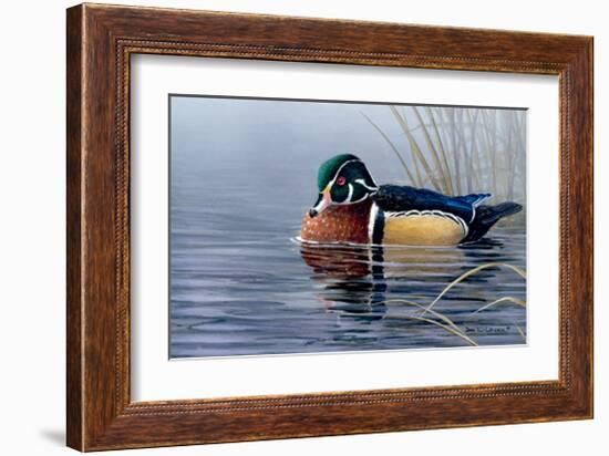 Male Wood Duck-Andrew Kiss-Framed Art Print