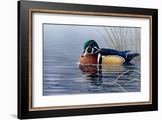 Male Wood Duck-Andrew Kiss-Framed Art Print