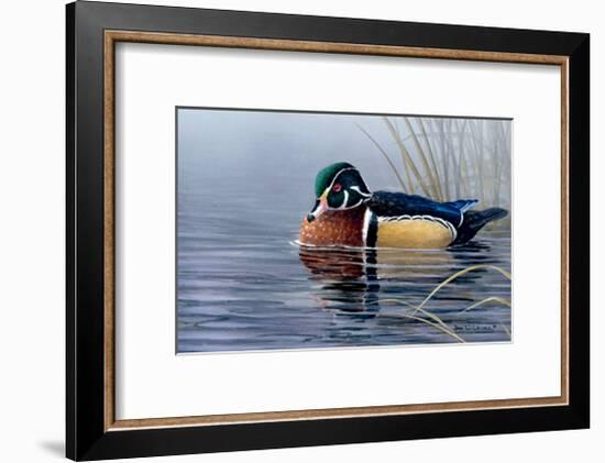 Male Wood Duck-Andrew Kiss-Framed Art Print