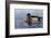 Male Wood Duck-Andrew Kiss-Framed Art Print