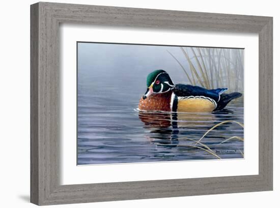 Male Wood Duck-Andrew Kiss-Framed Art Print