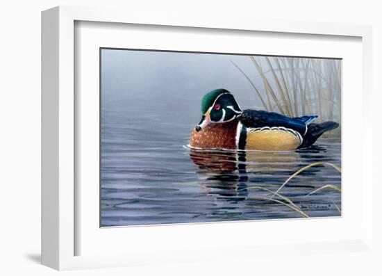 Male Wood Duck-Andrew Kiss-Framed Art Print