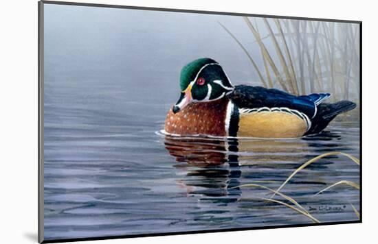 Male Wood Duck-Andrew Kiss-Mounted Art Print