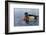 Male Wood Duck-Andrew Kiss-Framed Art Print