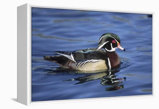 Male Wood Duck-Hal Beral-Framed Premier Image Canvas