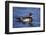 Male Wood Duck-Hal Beral-Framed Photographic Print