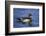 Male Wood Duck-Hal Beral-Framed Photographic Print